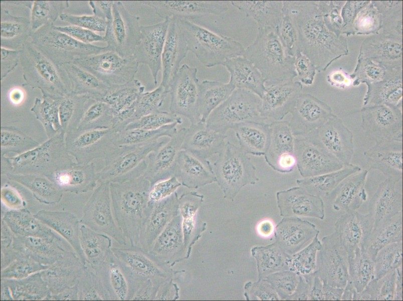 Daoy Cell Complete Medium - small - 4