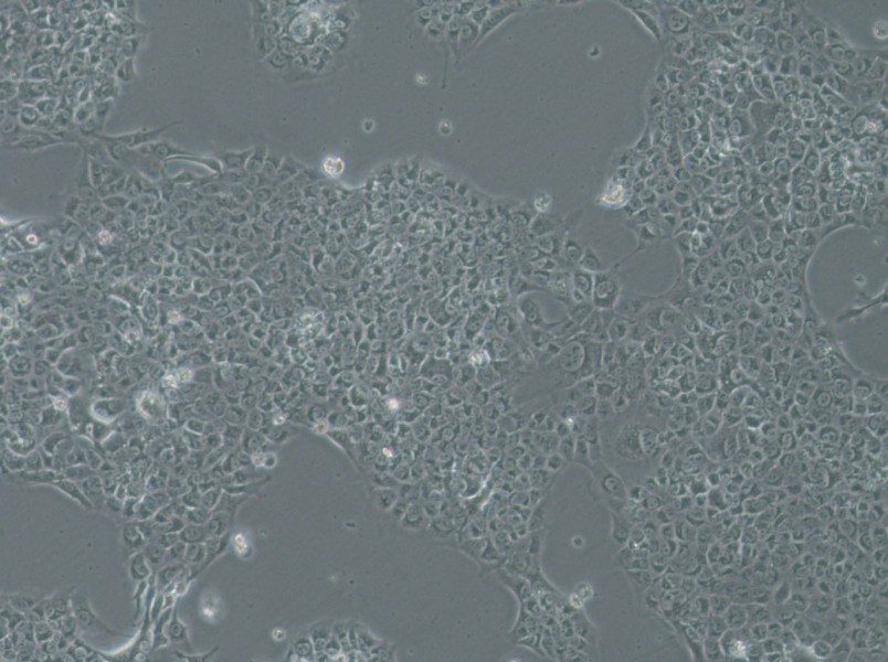 SAS Cell Complete MediumSAS Cell Complete Medium - 2