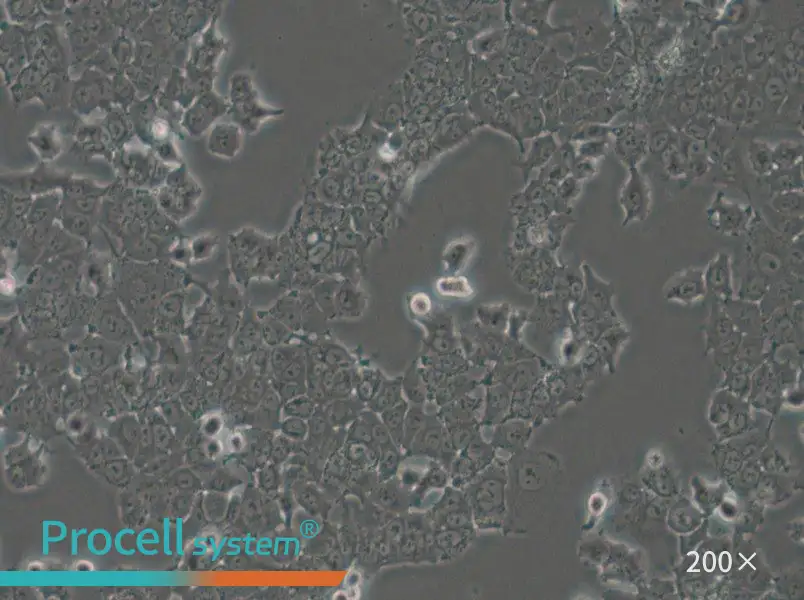 NCI-H1573 Cell Complete Medium - small - 4