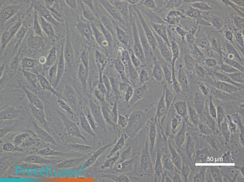 Human Dermal Microvascular Endothelial Cell Complete Medium - 4