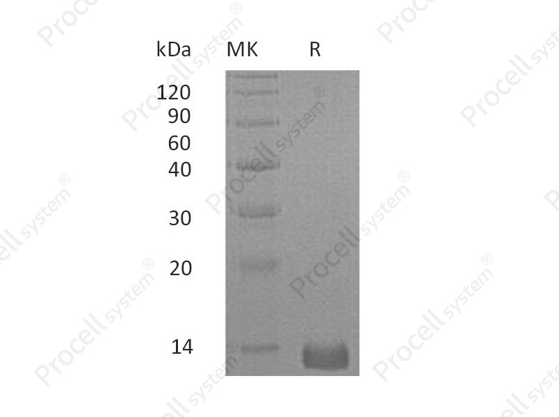 CXCL4/PF-4 (C-6His), Human, Recombinant