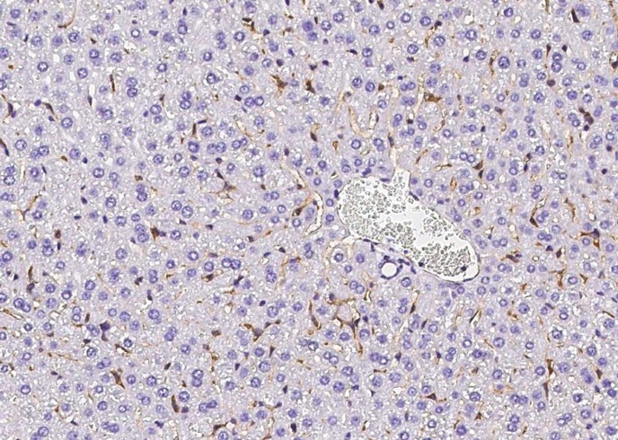 Recombinant MSR1/CD204 Monoclonal Antibody - small - 2