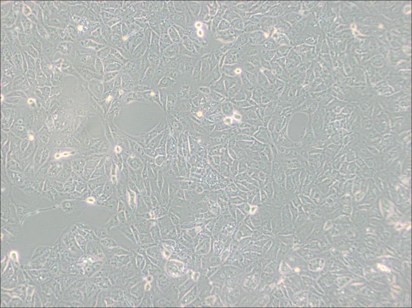 769-P Cell Complete Medium769-P Cell Complete Medium - 2