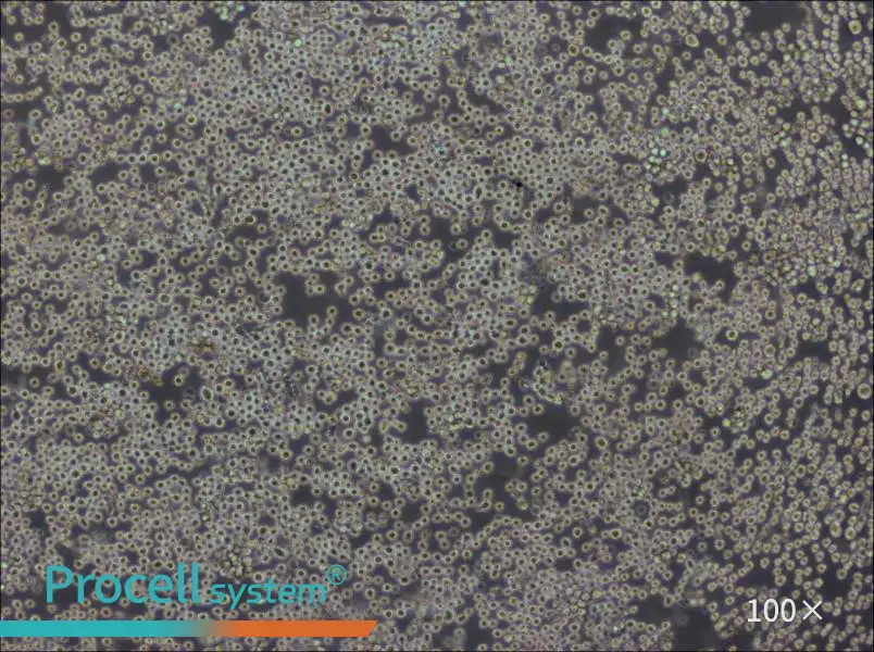 PK136 Cell Complete MediumPK136 Cell Complete Medium - 2