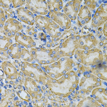 Immunohistochemistry of paraffin-embedded Mouse kidney using HSP90AB1 Polyclonal Antibody at dilution of 1:100 (40x lens).
