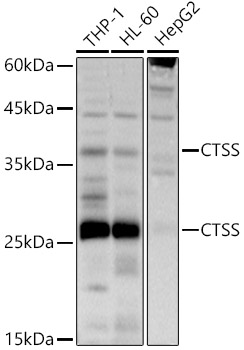 Western blot analysis of extracts of various cell lines using CTSS Polyclonal Antibody at 1:500 dilution.