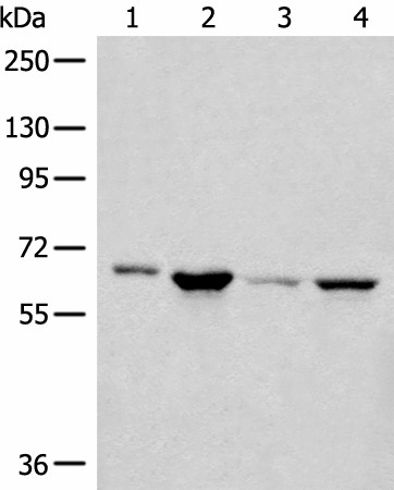 Western blot analysis of 293T PC-3 Hela cell lysates  using CDC7 Polyclonal Antibody at dilution of 1:450