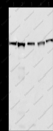MCM6 Polyclonal Antibody - 1