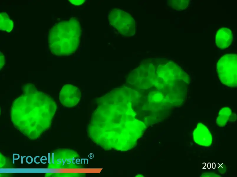 HT-29-GFP Cell Complete Medium - small - 6