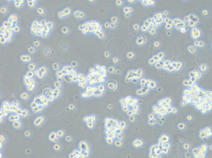 ECC12 Cell Complete Medium - 4