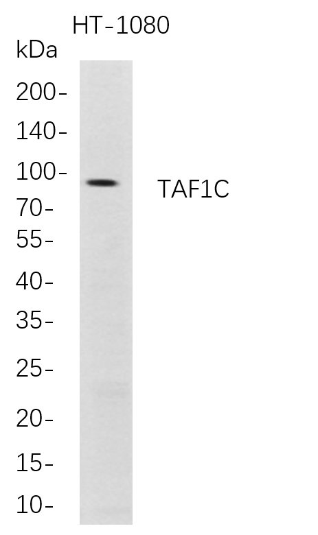 Recombinant TAF1C Monoclonal Antibody-searchlist-1
