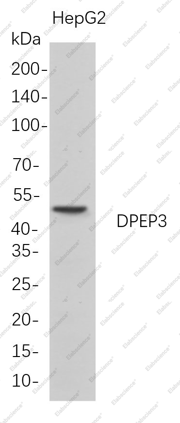 Recombinant DPEP3 Monoclonal Antibody - 1