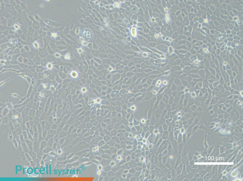 TE-5 Cell Complete MediumTE-5 Cell Complete Medium - 1