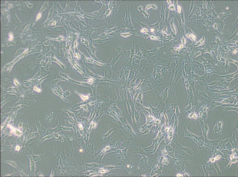 TtT/GF Cell Complete Medium-searchlist-1