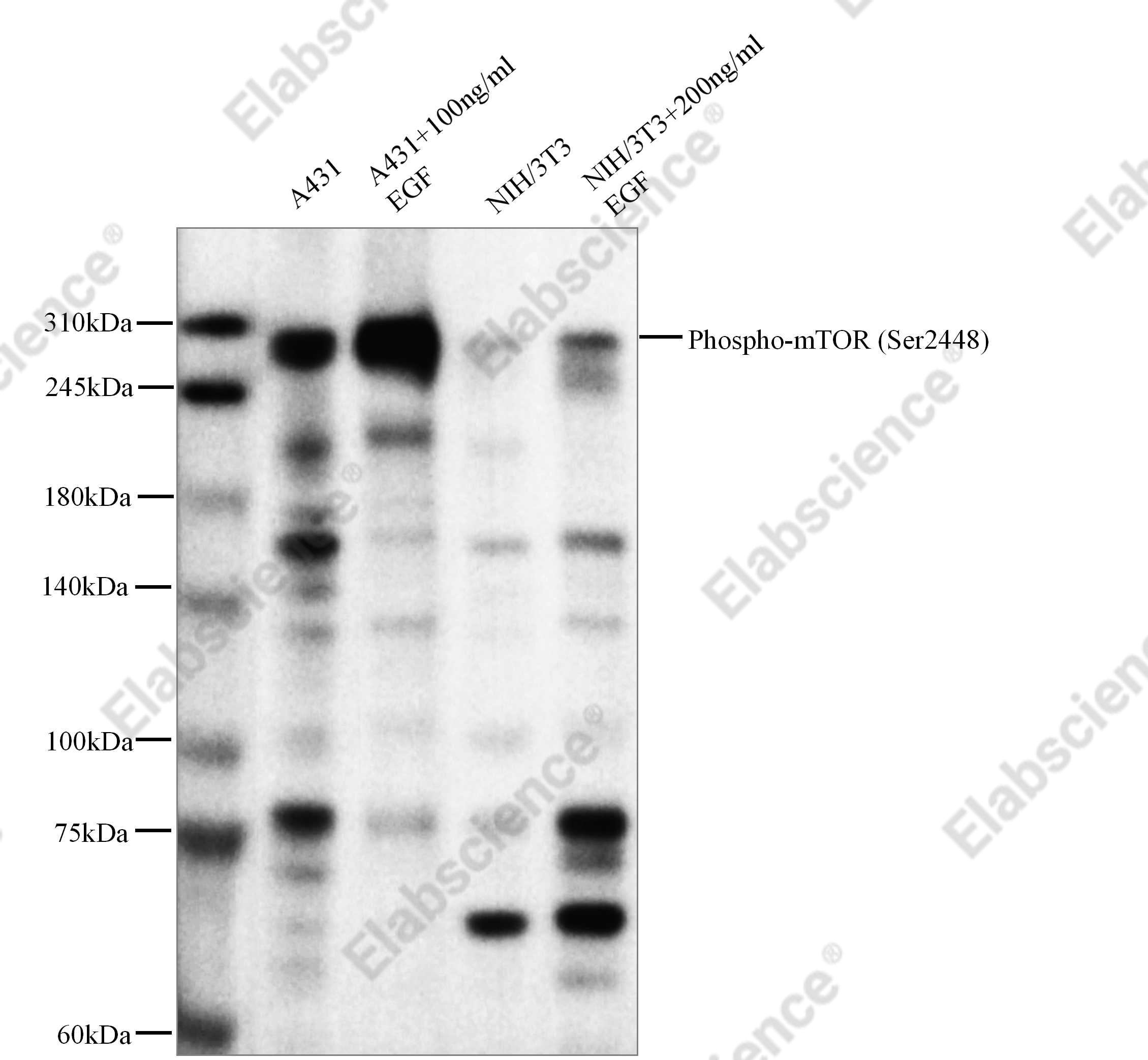 Recombinant Phospho-mTOR (Ser2448) Monoclonal Antibody - 1