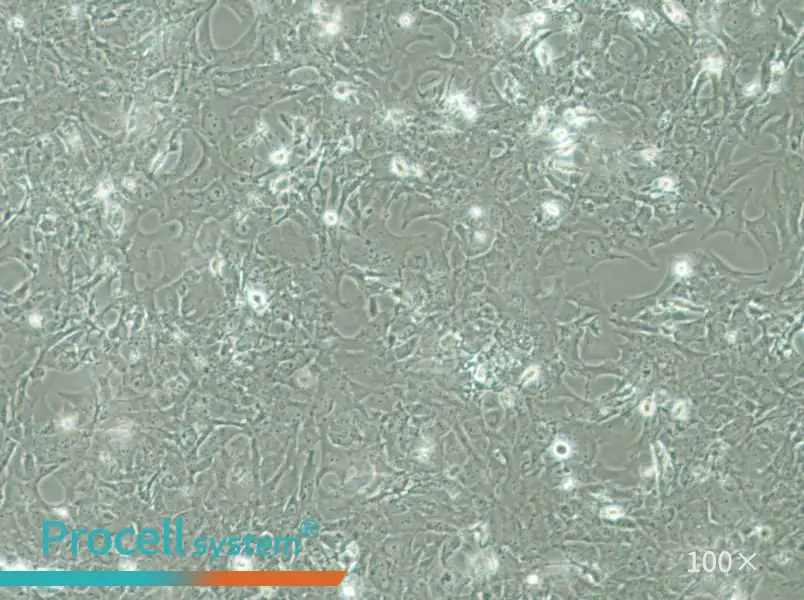 HCC38 Cell Complete Medium - 3