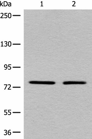 Western blot analysis of A431 and Raji cell lysates  using MARK2 Polyclonal Antibody at dilution of 1:550