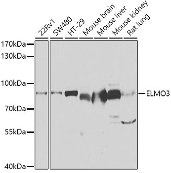 Western blot analysis of extracts of various cell lines using ELMO3 Polyclonal Antibody at 1:1000 dilution.