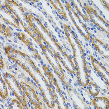 Immunohistochemistry of paraffin-embedded Mouse kidney using HEXA Polyclonal Antibody at dilution of 1:100 (40x lens).