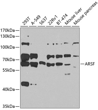 Western blot analysis of extracts of various cell lines using ARSF Polyclonal Antibody at 1:1000 dilution.