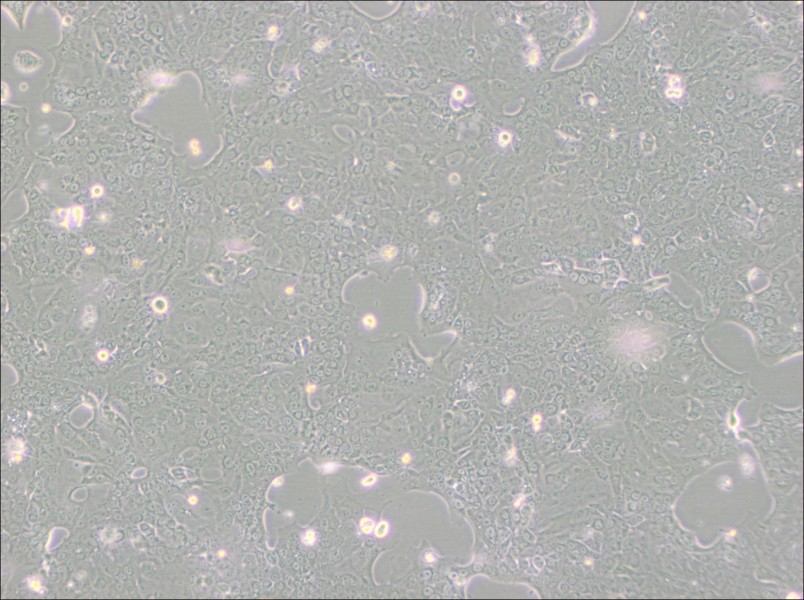 Capan-1 Cell Complete Medium - 2