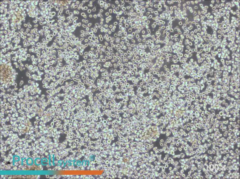 KHYG-1 Cell Complete Medium - 1