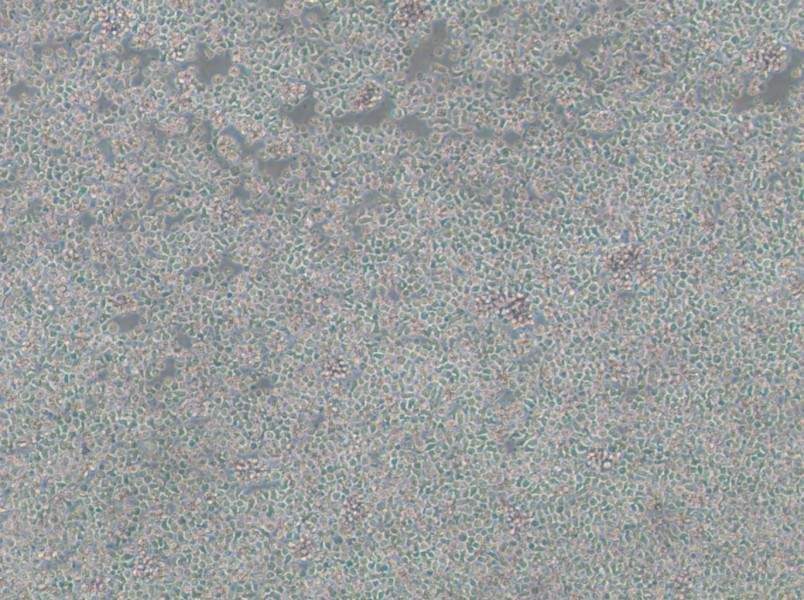 ST486 Cell Complete Medium - 2