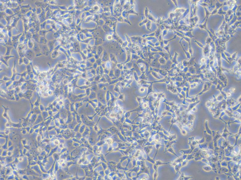 D283 Med Cell Complete Medium - small - 4