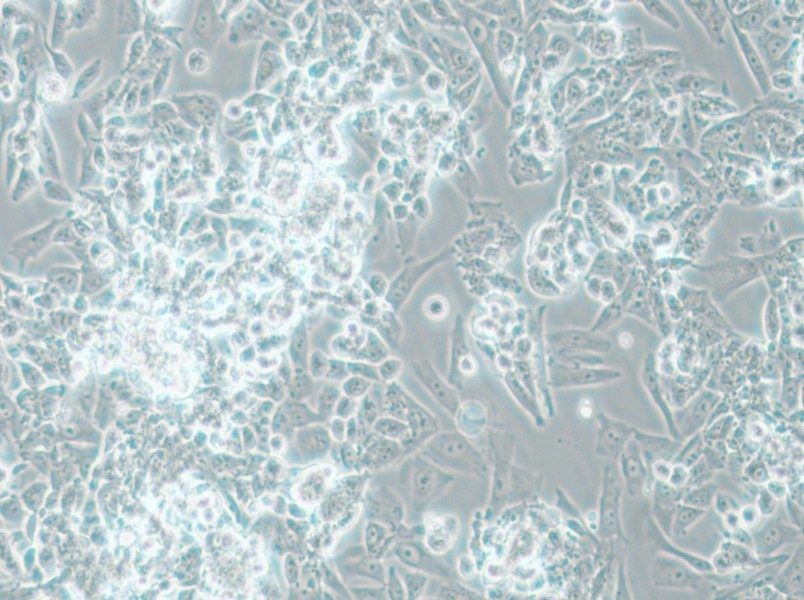 MES-SA Cell Complete Medium - 4