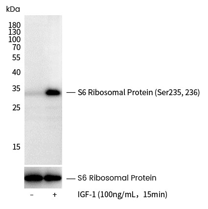 Recombinant Phospho-S6 Ribosomal Protein (Ser235, 236) Monoclonal Antibody-searchlist-1