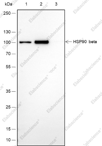 Recombinant HSP90 beta Monoclonal Antibody - 5