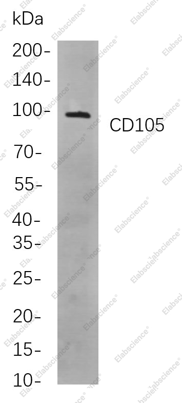 Recombinant CD105 Monoclonal Antibody - 1