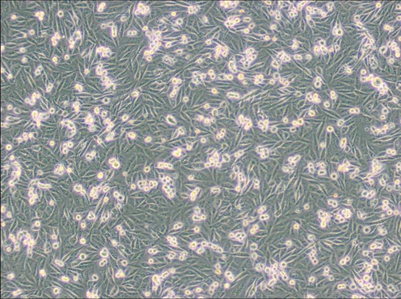 MDA-MB-231-GFP (L15) Cell Complete Medium - small - 4