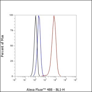 Recombinant CTCFL Monoclonal Antibody - small - 7