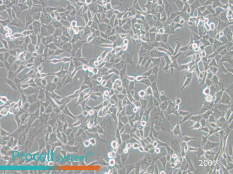 MC38 Cell Complete Medium - 5