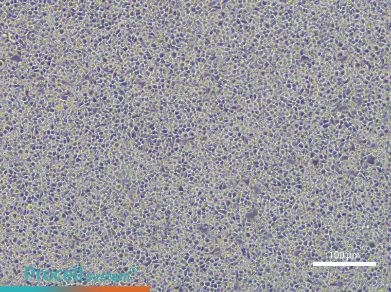 WEHI-3 Cell Complete Medium - 1