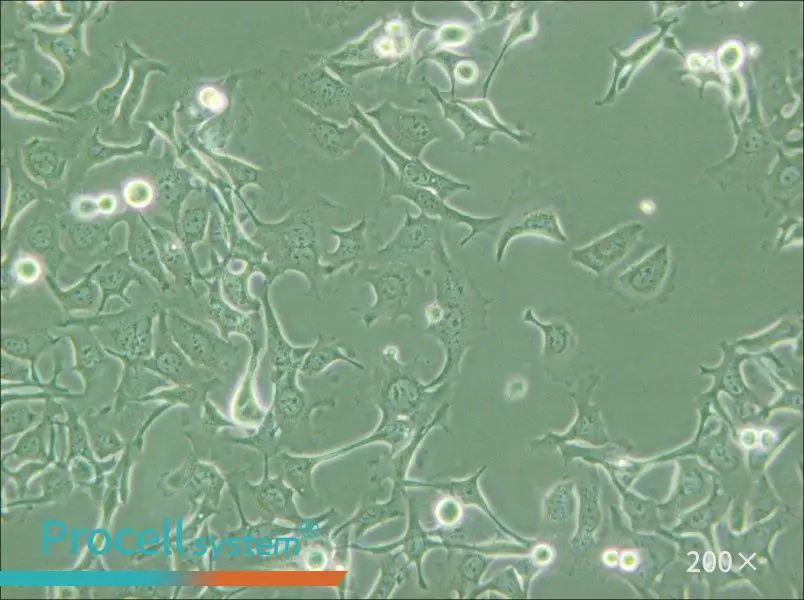 KYSE-410 Cell Complete Medium - small - 5