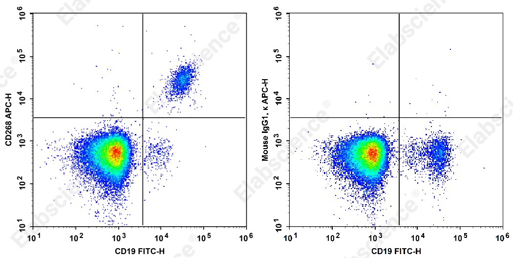 APC Anti-Human CD268 Antibody[H353-4A2] - 1