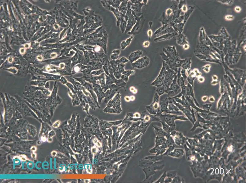Y1 [Y-1] Cell Complete Medium - 6