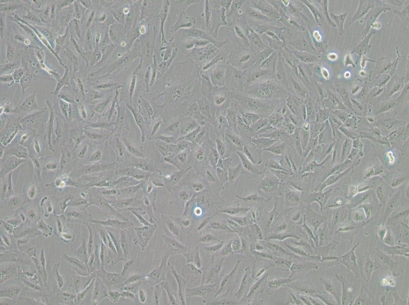 JHH-6 Cell Complete MediumJHH-6 Cell Complete Medium - 3