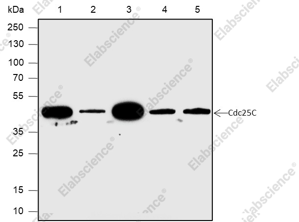 Recombinant Cdc25C Monoclonal Antibody - 1