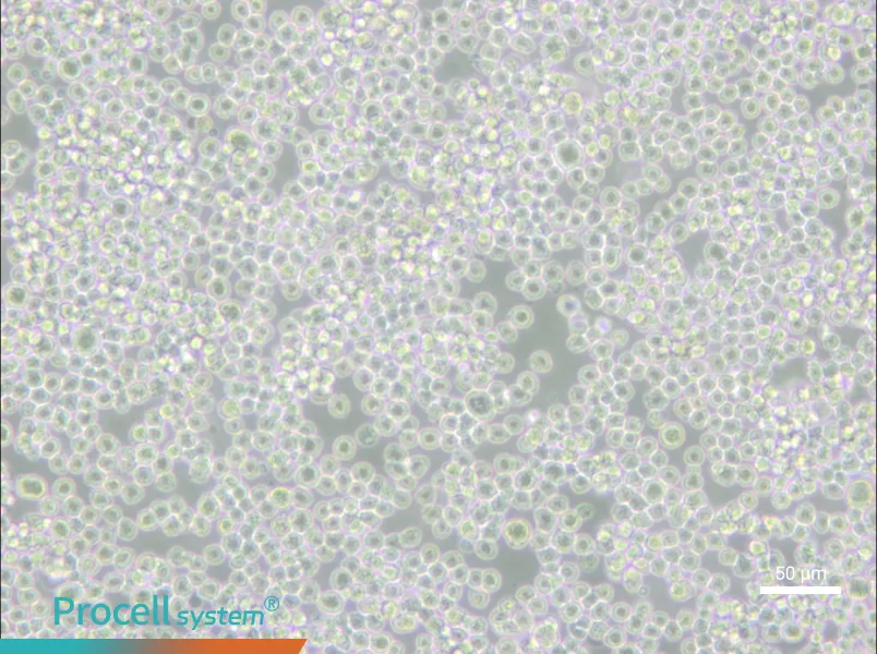 P3X63Ag8 Cell Complete Medium - small - 6