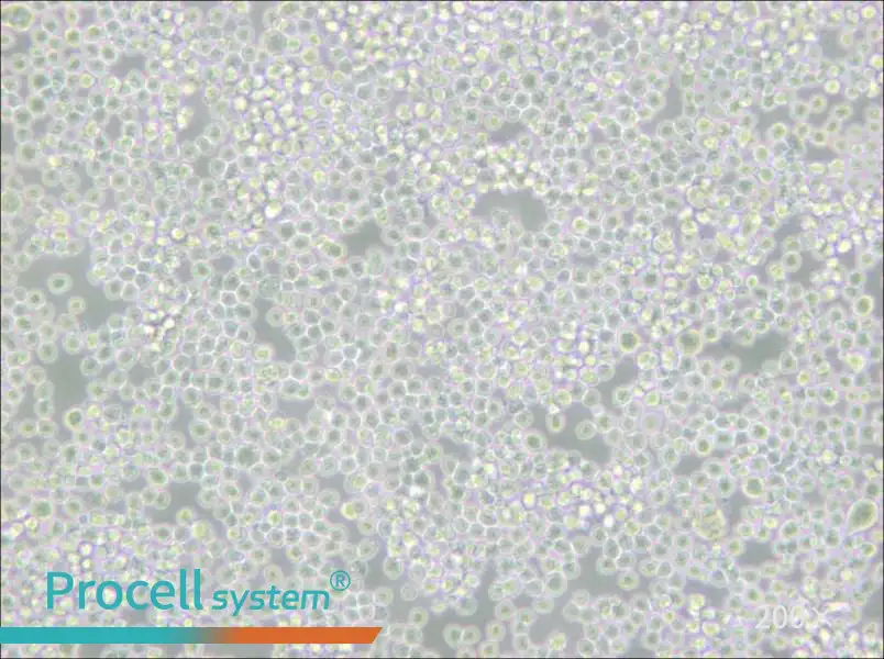 P3X63Ag8 Cell Complete Medium - 5