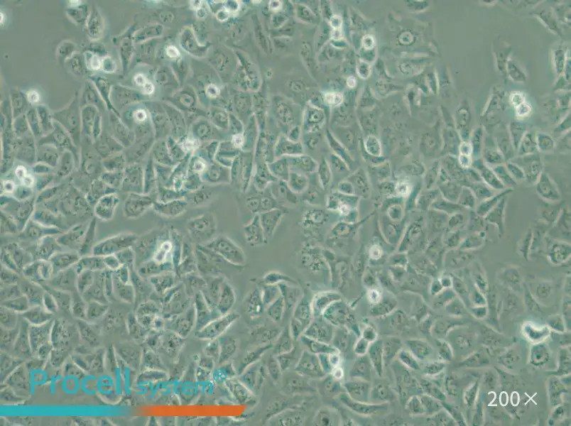 G-401 Cell Complete Medium - 6