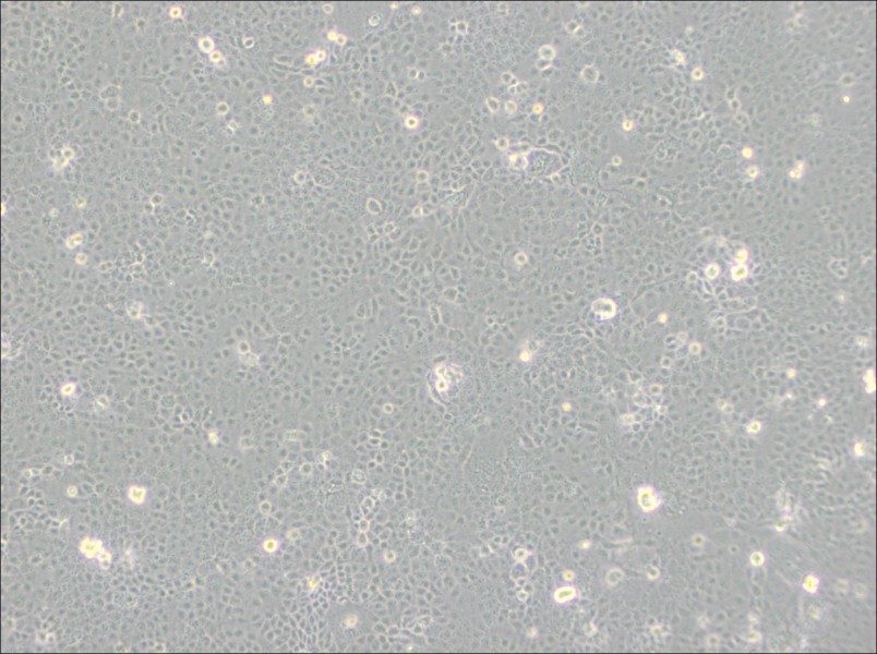 HaK Cell Complete Medium-searchlist-1