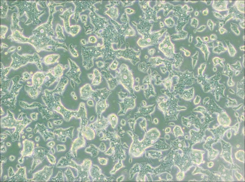 SW948 (L15) Cell Complete Medium - 3