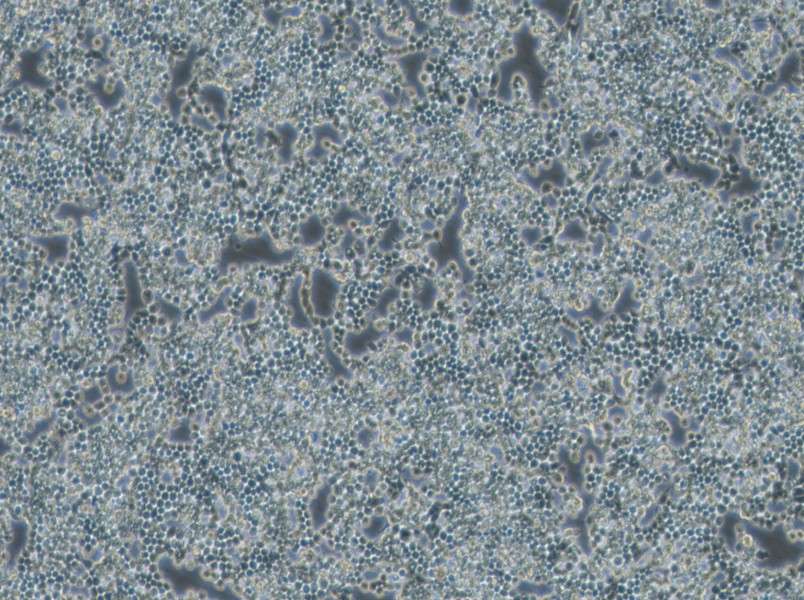 F9 Cell Complete Medium - 3