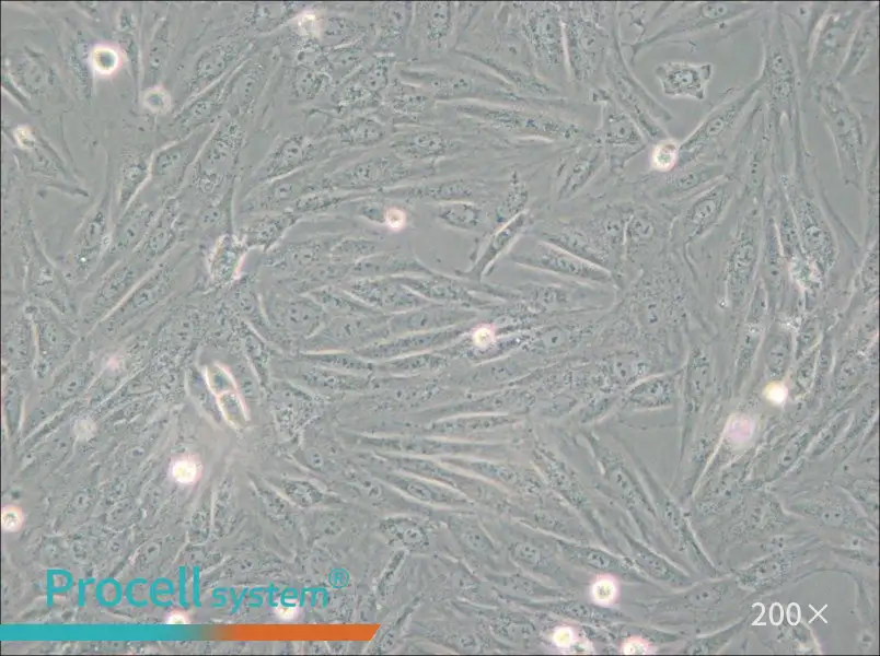 H9c2(2-1) Cell Complete Medium - small - 6