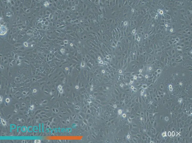HuCC-T1 Cell Complete MediumHuCC-T1 Cell Complete Medium - 3