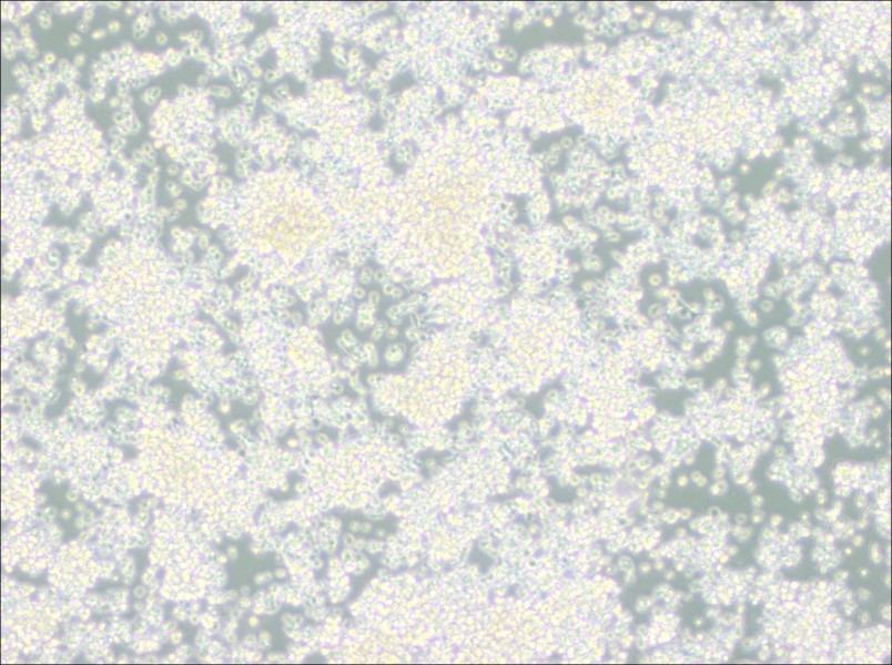 EL-4-B5 Cell Complete MediumEL-4-B5 Cell Complete Medium - 2